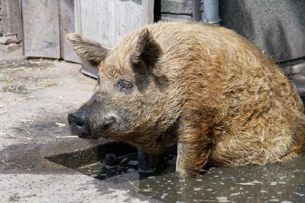 istock Big piggy in his little pool. 1401734288