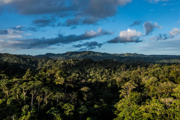 istock Beautiful nature background, an amazing blue cloudscape is casting shadows over the tree canopy of a tropical forest: an aerial view of a rainforest 1401734344