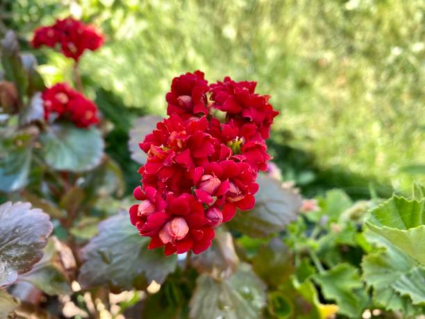 istock red leaf flowers in the garden 1401734386