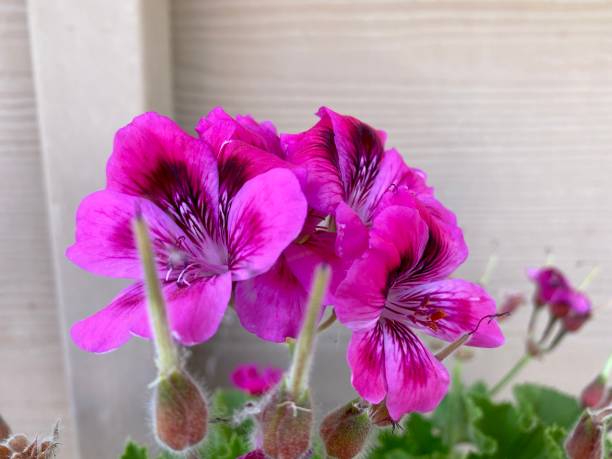istock garden flowers 1401734462