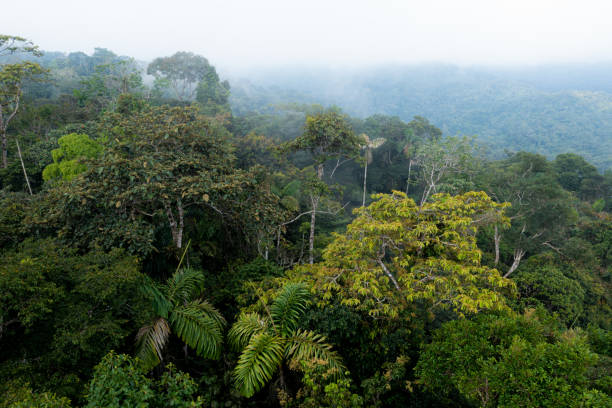 istock Close up of a tropical forest canopy with many different tree species 1401735180
