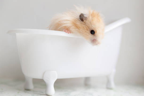햄스터는 하얀 욕조에 앉아 있습니다. - rodent hamster small apartment 뉴스 사진 이미지