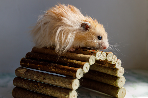 fluffy Syrian hamster sits on a wooden decorative bridge