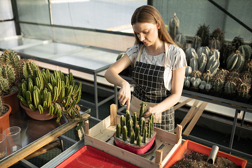 Young woman planting cactus in greenhouse