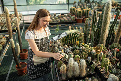 Young woman using tablet and checking her cacti collection