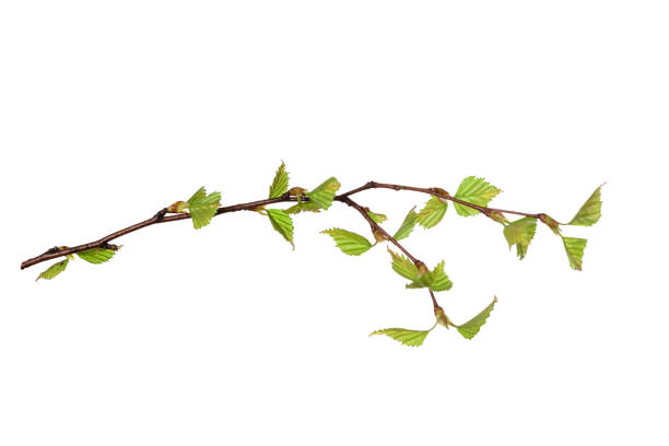 istock tree branch with young green leaves isolated on white background 1401739224
