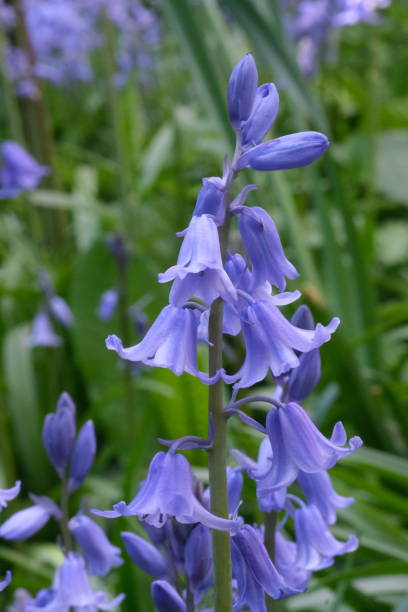 istock Common Bluebell Plant macro closeup with blurred background and selective focus. Spanish bluebell. 1401739359