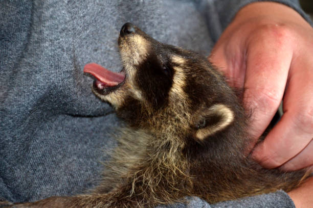 istock Young raccoon in human hands 1401739432
