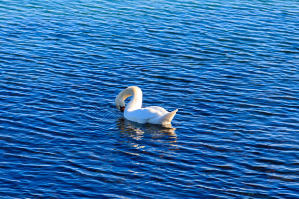 istock White swan swimming on the sea 1401739534