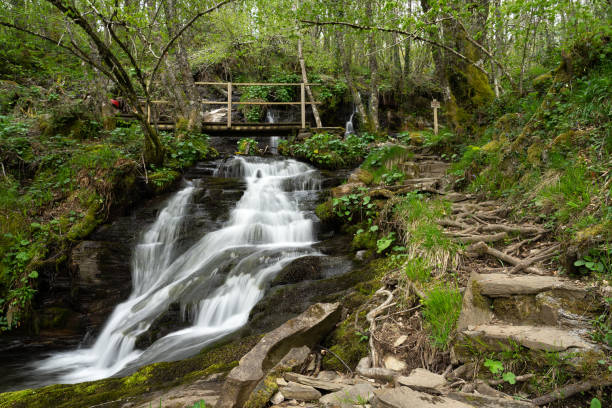 istock Busmayor beech forest and the cascades in spring 1401739918