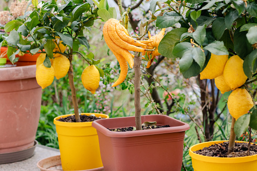 Citrus plants lemons and Buddha's hand grow in flower pots in the garden