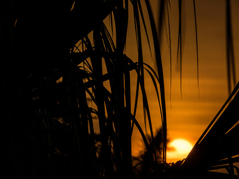 Leaves of palm tree in silhouette at sunset in Florida (foreground focus), for tropical and environmental motifs