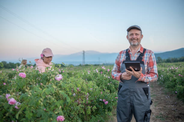 a man and two women in a field of oil-bearing roses - photography gray hair farmer professional occupation imagens e fotografias de stock