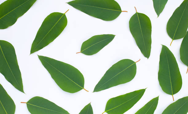 istock Eucalyptus leaves on white background. 1401741611