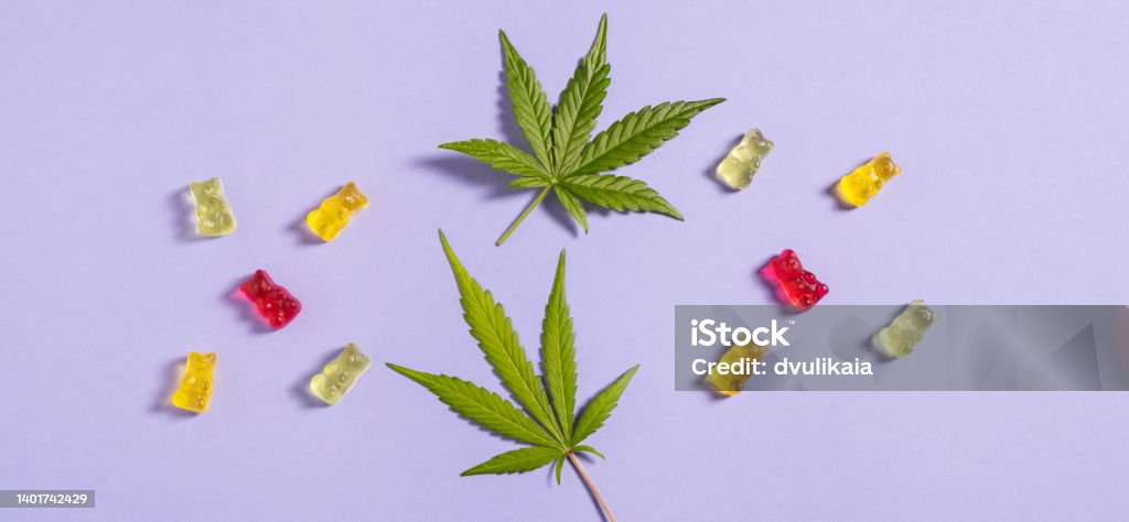 Top view flat lay gummy bears and cannabis leaves on light violet background. Gummy Candy Stock Photo