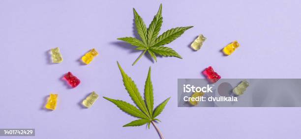 Top View Flat Lay Gummy Bears And Cannabis Leaves On Light Violet Background Stock Photo - Download Image Now