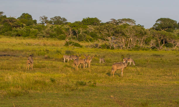 istock Imangaliso Wetland Park 1401742702
