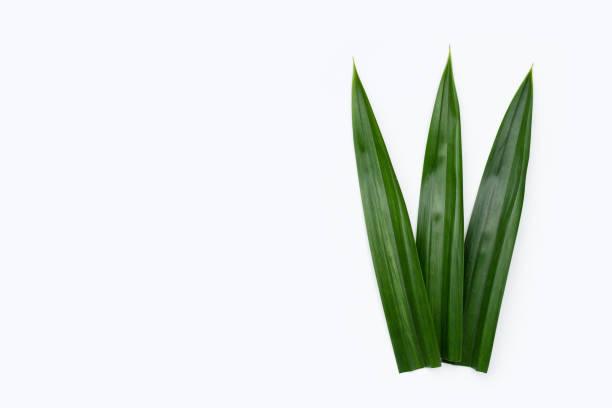 istock Fresh pandan leaves on white background. 1401742944