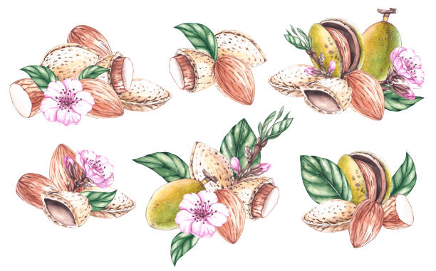 ilustraciones, imágenes clip art, dibujos animados e iconos de stock de juego de acuarela de nueces de almendra con flores, frutas, hojas - maple leaf close up symbol autumn