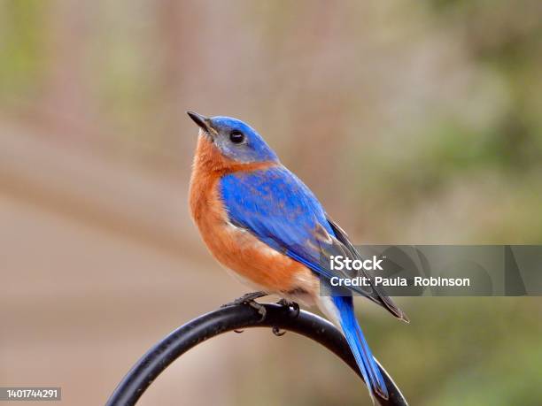 Eastern Blue Bird Stock Photo - Download Image Now - Bluebird - Bird, Photography, Animal Wildlife