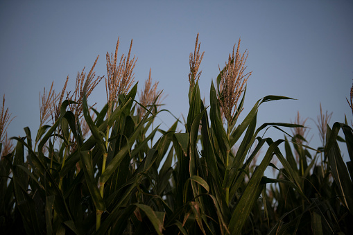 A close-up image of a corn plantation