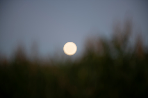 Image with the moon shining over a corn field