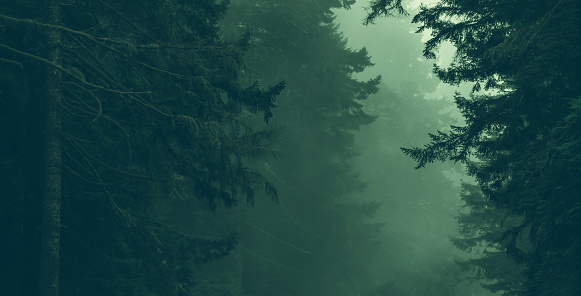 Beauty of the Nature. Foggy Coastal Redwood Forest Panoramic Photo. Ancient Woodland of Northern California, United States. Dark Greenish Colour Grading.