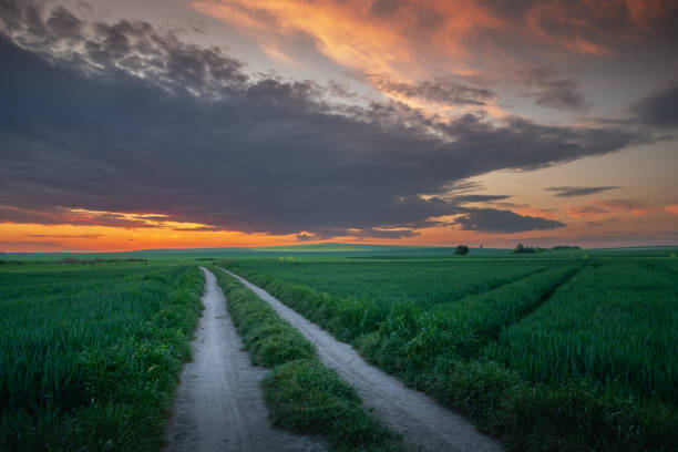 istock Dirt road through green fields and sky during sunset 1401747164