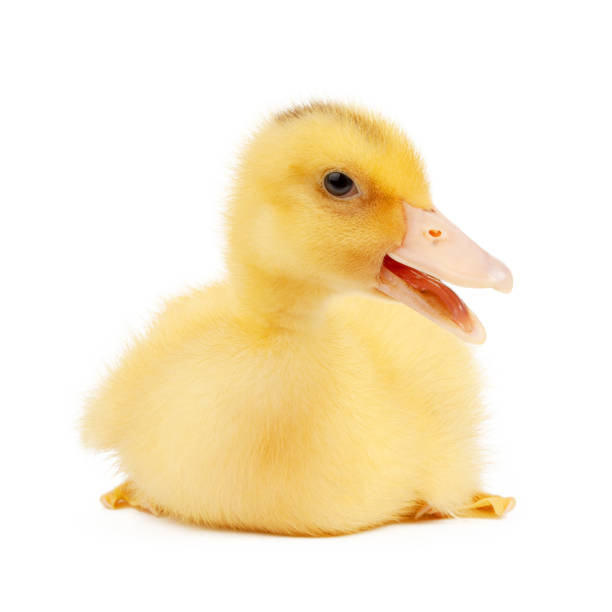 istock Yellow duckling mulard isolated on white background. 1401748750