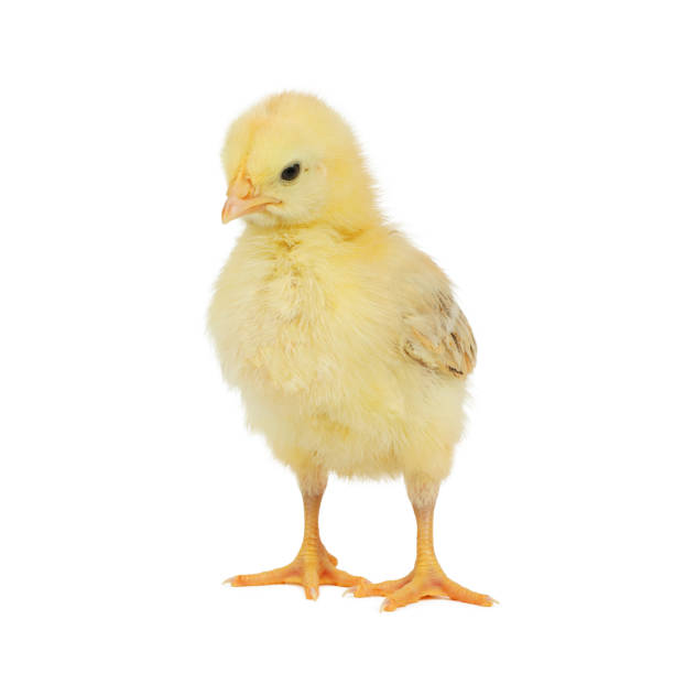 istock Little yellow chick isolated on white background. 1401748817