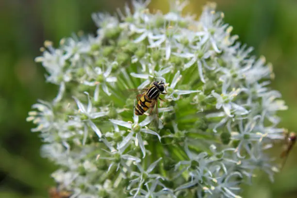 The hoverfly is similar to the bees
