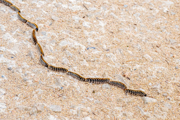 A plague of pine processionary caterpillars with urticating hairs (Thaumetopoea pityocampa) crawling in a row may cause allergic health problems in humans and animals during springtime at Mallorca. Furry pine processionary caterpillars in a row spread allergenic poisonous hairs (Traumatocampa Pityocampa), a returning spring plague at Mallorca with dangerous health issues for humans and animals. moth larvae pictures pictures stock pictures, royalty-free photos & images