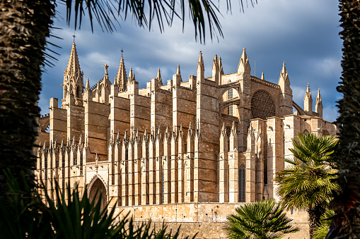 Photography of the gothic Cathedral of Santa Maria of Palma de Mallorca also called La Seu Cathedral in front of dark clouds and illuminated by the sun at a day in springtime, framed with palm trees.