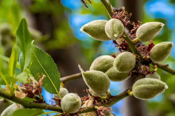 Photo of Closeup with focus on foreground of young unripe fuzzy green almond fruits hanging down a twig as part of an almond tree right after the vernal almond blossom faded away before the late spring comes.