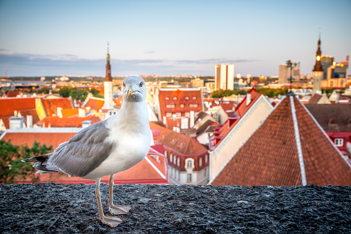 Seagull on a ledge with aerial view of the old town of Tallinn, Estonia