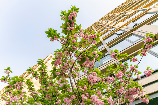 Cherry blossoms blooming under modern buildings