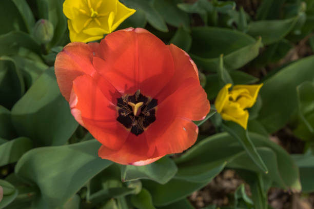 Red tulip. Close-up red tulip from top view, selective focus red tulip.