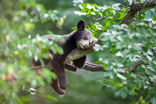 A young black bear cub takes a nap on a branch in the late afternoon.