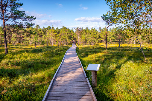 Viru bogs at Lahemaa national park in summer. Wooden path for hiking in sunny day