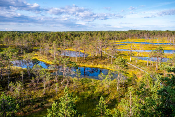 Viru bogs at Lahemaa national park
