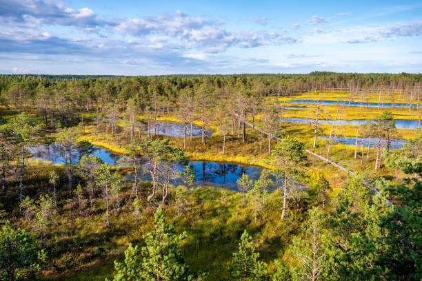 viru bogs at lahemaa national park - bog imagens e fotografias de stock