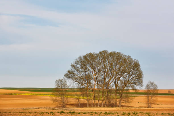 Fallow crop fields in spanish countryside. Agriculture and harvesting