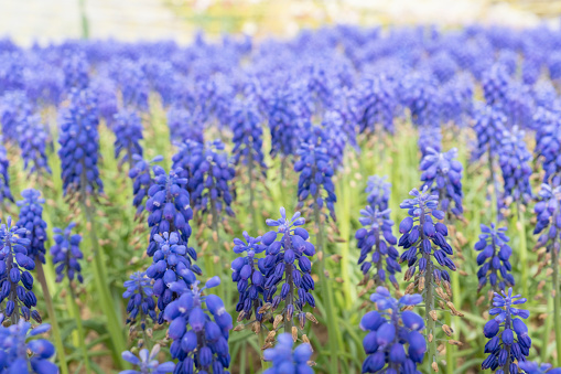 Hyacinth flowers in the spring garden. Selective focus on purple hyacinths in the field. Emirgan stanbul