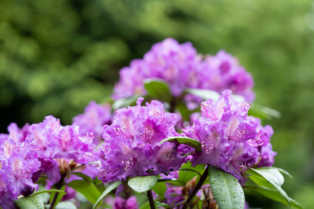 rododendro de floración colorida después de la lluvia a fines de la primavera o principios del verano - late spring fotografías e imágenes de stock