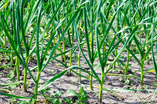 istock Young garlic in the garden 1401758877