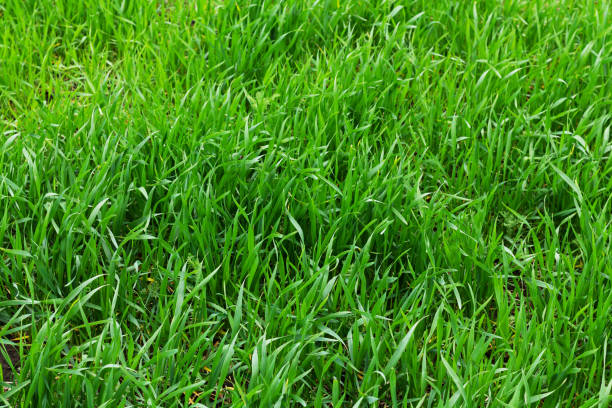 texture d’un jeune champ de blé ou d’un fond d’herbe verte - fescue photos et images de collection