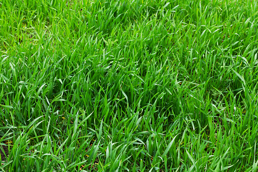 Texture of green grass or young wheat field background