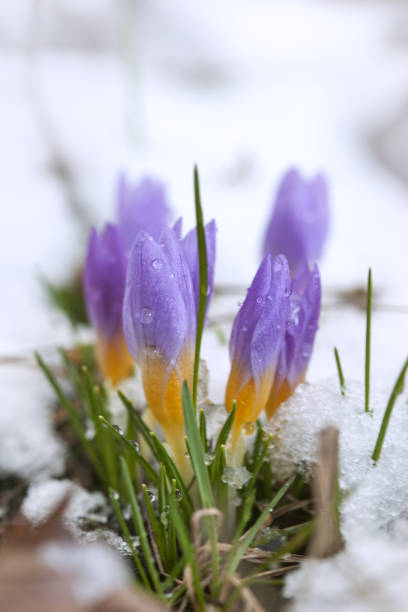 istock Crocus in the snow-covered garden 1401760812