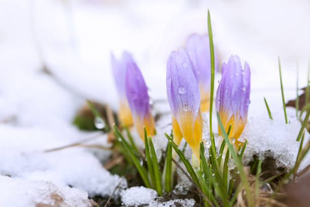 istock Crocus in the snow-covered garden 1401760841