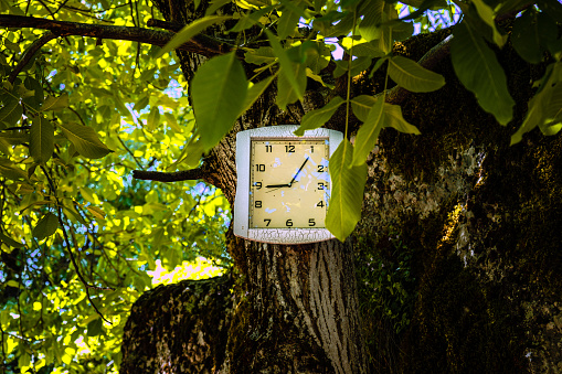 White square large wall clock hung on tree with big trunk.Green big leaf tree,time concept